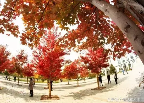 哈尔滨工程大学图书馆，哈尔滨工程大学图书馆初始密码（你们家图书馆门前的枫叶敢再美点吗）