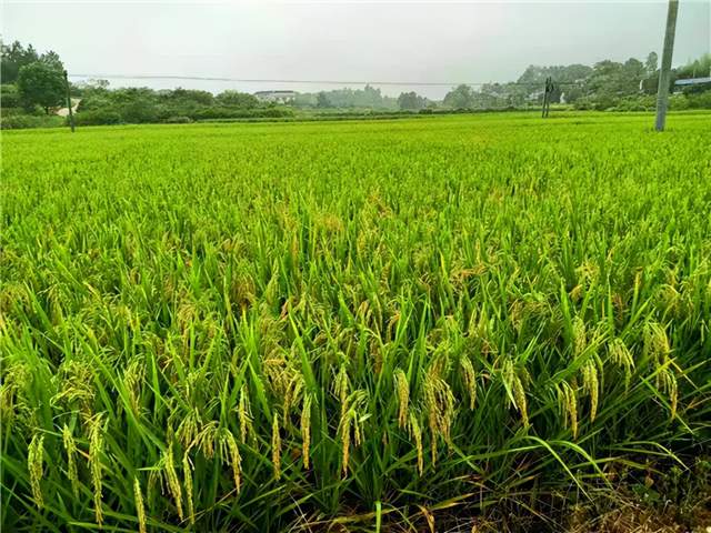 回乡女老板复垦农田成种粮大户