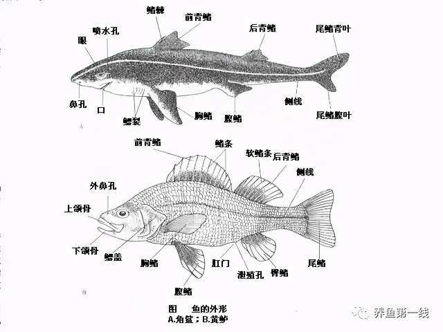 鱼的外形部位名称图图片