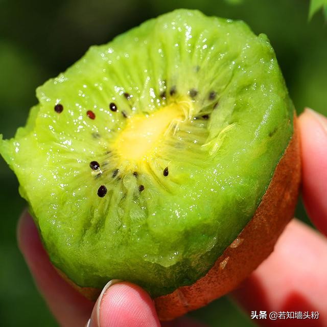 【坏果包赔】陕西绿心猕猴桃2/3/5斤 奇异果果园直供 【坏果包赔】