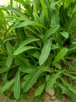 農村的野菜不僅很有營養還很好吃農村這幾種野菜不僅