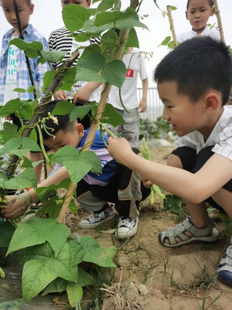 节气深耕 ·成都高新区朝阳小学小满节气主题活动日