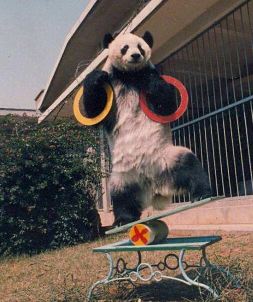 早期春晚的大熊猫表演可不像现在的团子一样每天无所事事