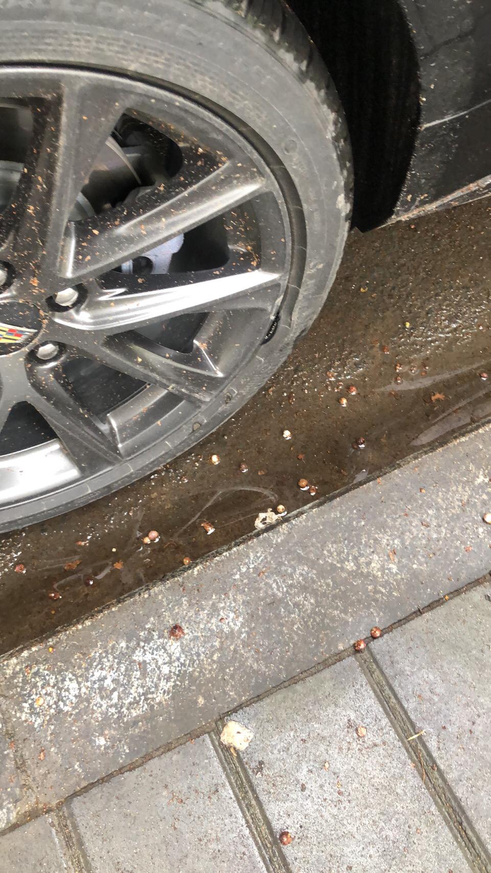 ct4这么容易爆胎的吗