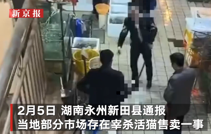 活猫|市场待宰活猫被解救后查出猫瘟 被临时安置等候领养