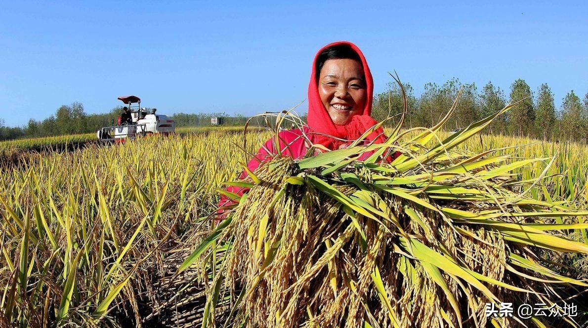 中國人均糧食佔有量在474公斤 靠的是什麼靠的是農民