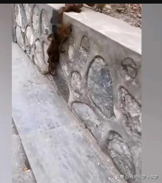 喂猴|女孩景区喂猴被扯掉假发 网友：有点“秃然”