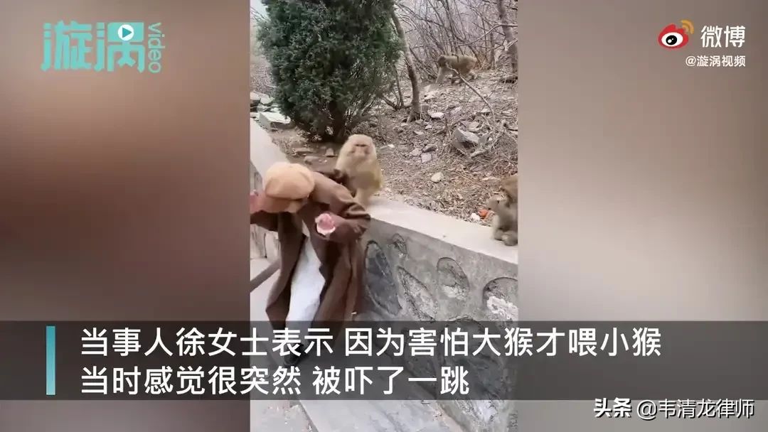 喂猴|女孩景区喂猴被扯掉假发 如此泼猴太顽皮