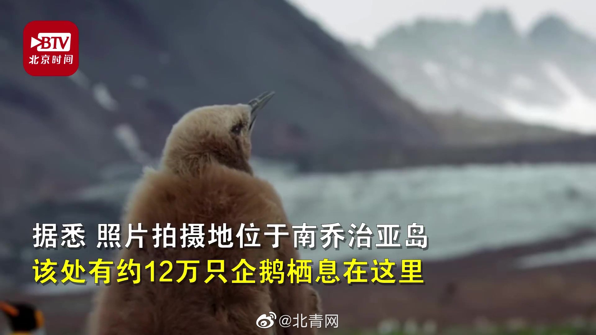 全球|南极发现全球首只黄金企鹅 应是白化病所致或因金色更受异性欢迎