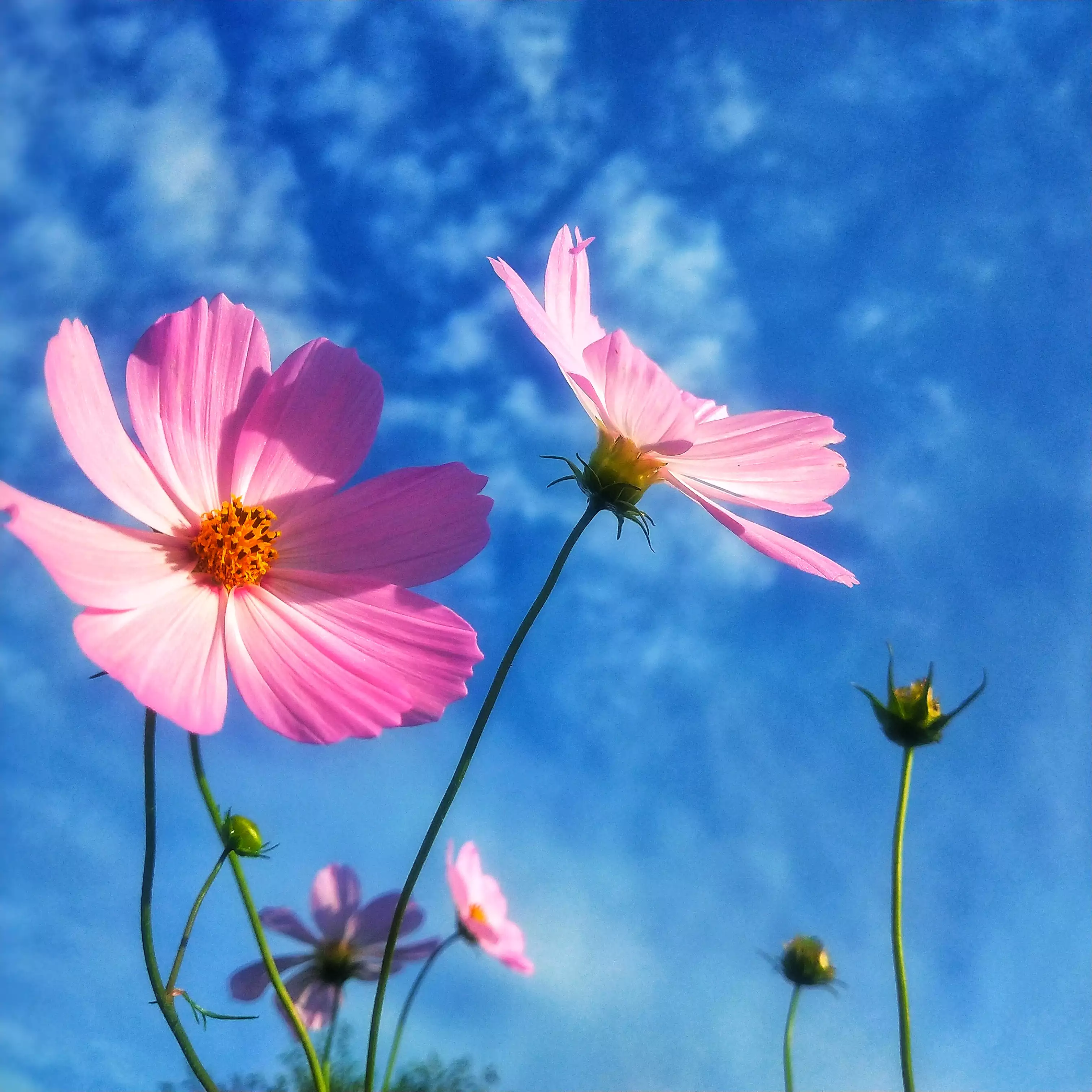 格桑花微信头像图片