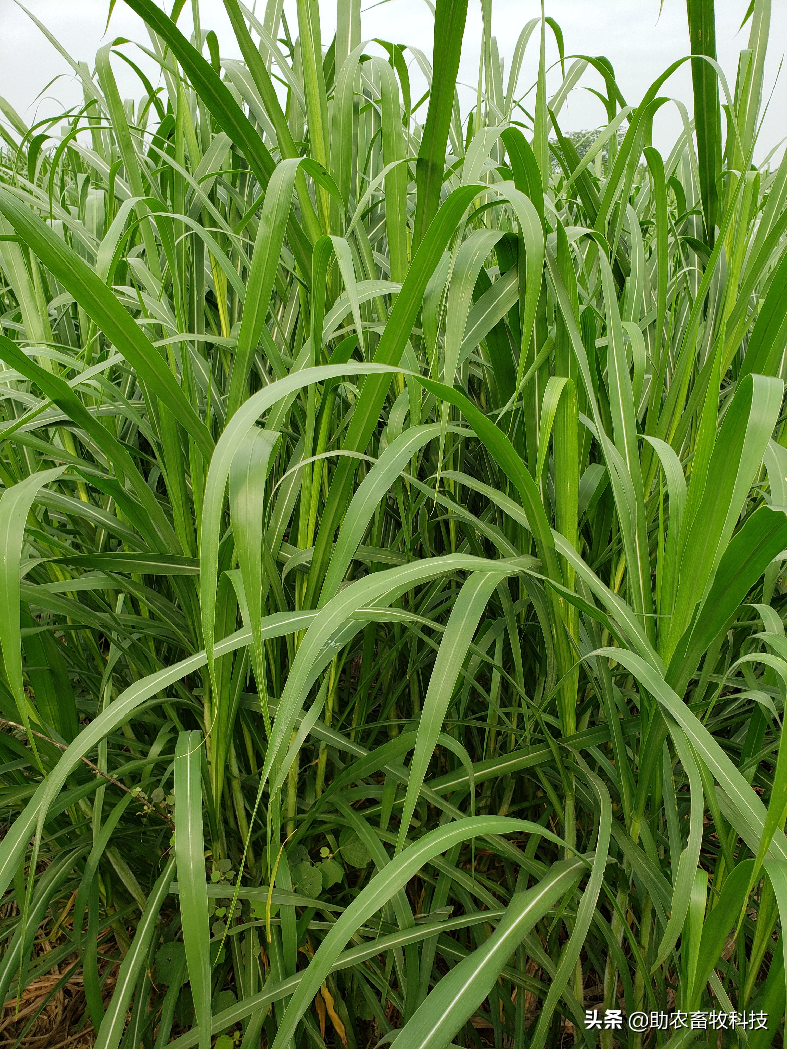 多年生牧草皇竹草和甜象草是当前产量更高的品种