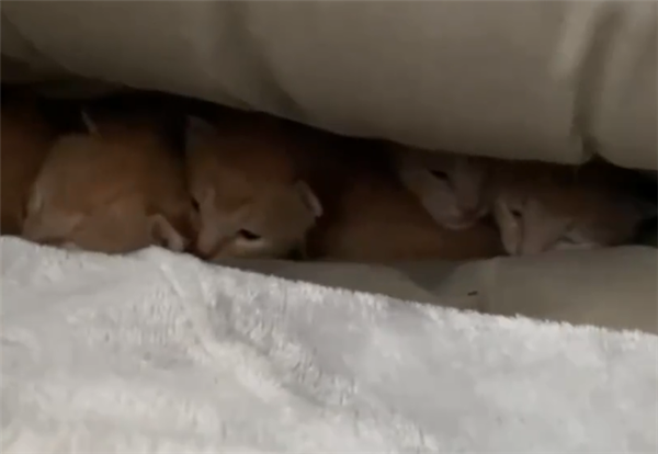 发现|学生返校发现被窝多了一群小奶猫 正窝在里面吃奶