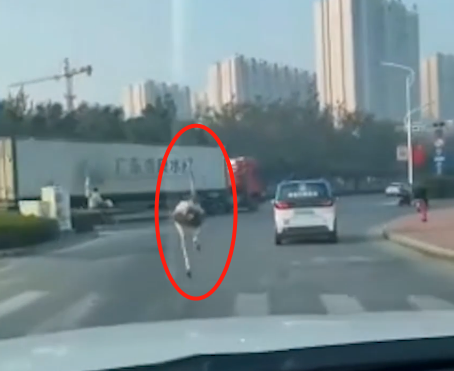 不注意|鸵鸟趁主人不注意逃上街头狂奔 满屏大长腿狂奔在车流之间