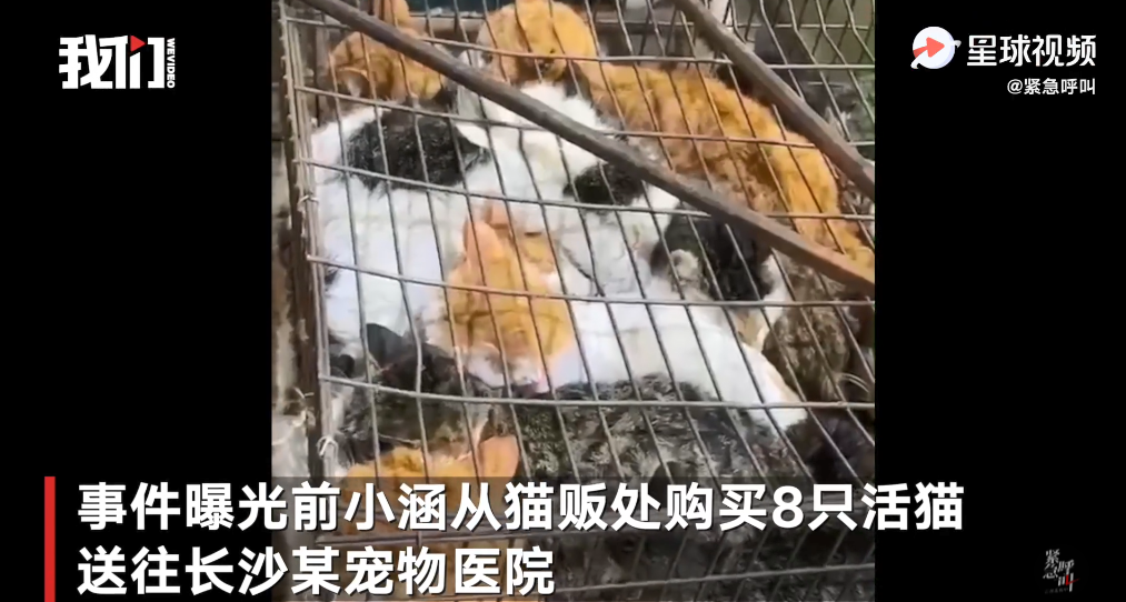 活猫|市场待宰活猫被解救后查出猫瘟 被临时安置等候领养