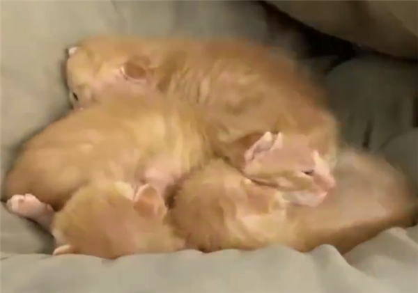 发现|学生返校发现被窝多了一群小奶猫 正窝在里面吃奶