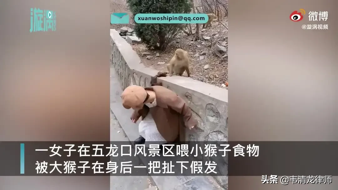 喂猴|女孩景区喂猴被扯掉假发 如此泼猴太顽皮