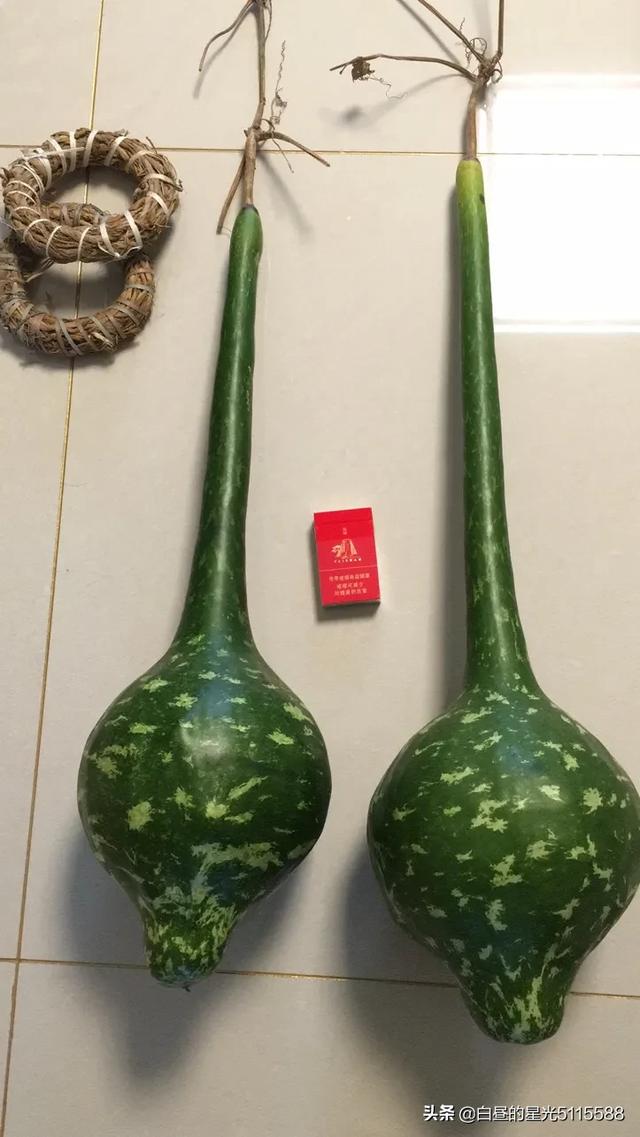 传统手工艺刚下籘的青葫芦打皮细节很重要的细节不要错过哦