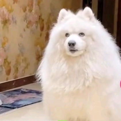 邻居|狗狗被楼上邻居吵醒翻白眼 网友：这是美瞳都要掉了