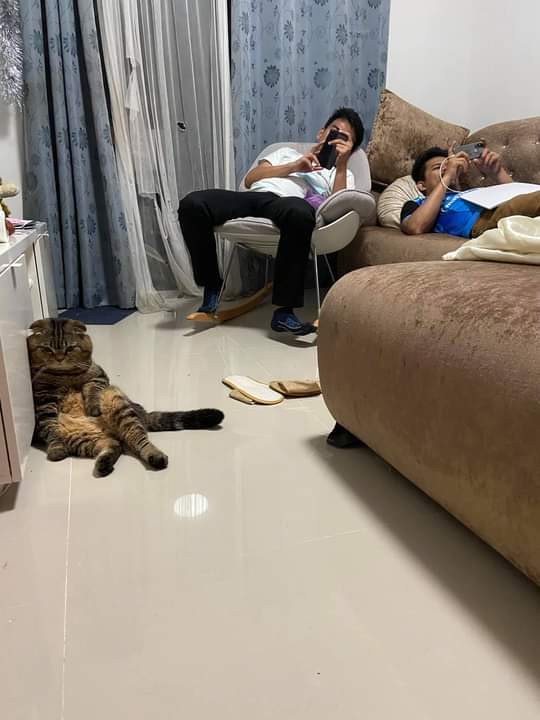 一家人和猫咪北京瘫  不是一家人不进一家门