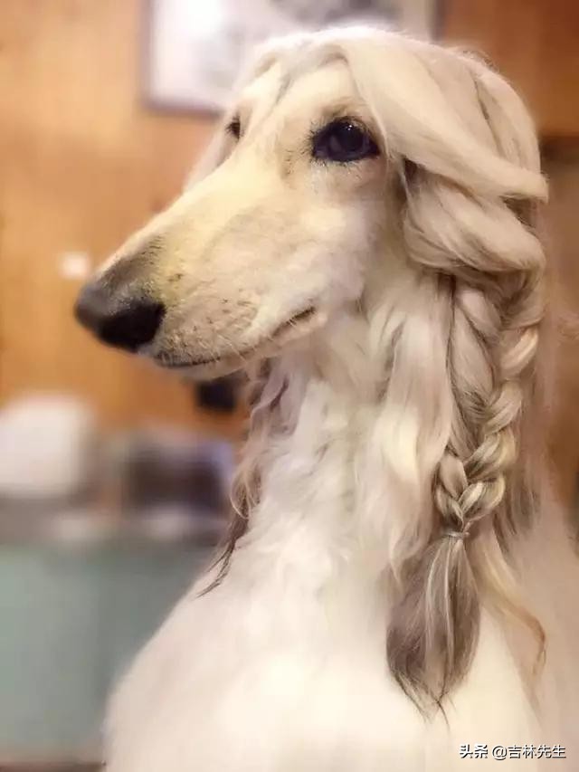 世界上跑的最快的犬類排行 第一名格力犬 Topics