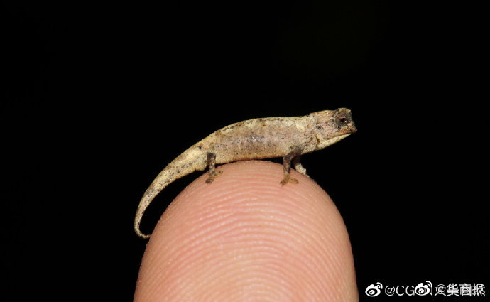 地球|科学家发现地球最小爬行动物 只有指甲大小
