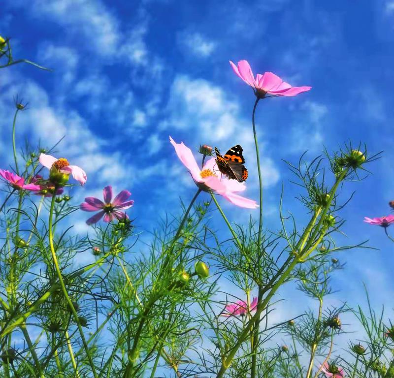 蓝天下的格桑花价格蓝天下的格桑花