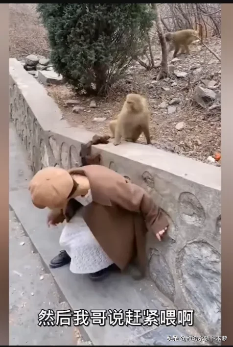 喂猴|女孩景区喂猴被扯掉假发 网友：有点“秃然”