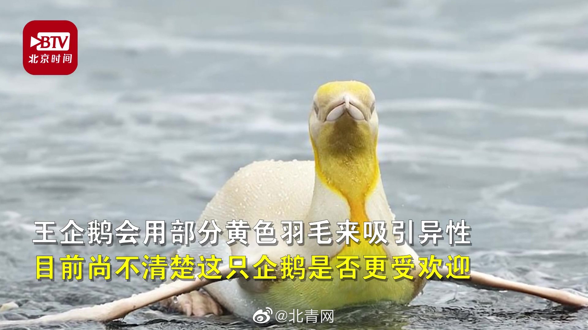 全球|南极发现全球首只黄金企鹅 应是白化病所致或因金色更受异性欢迎