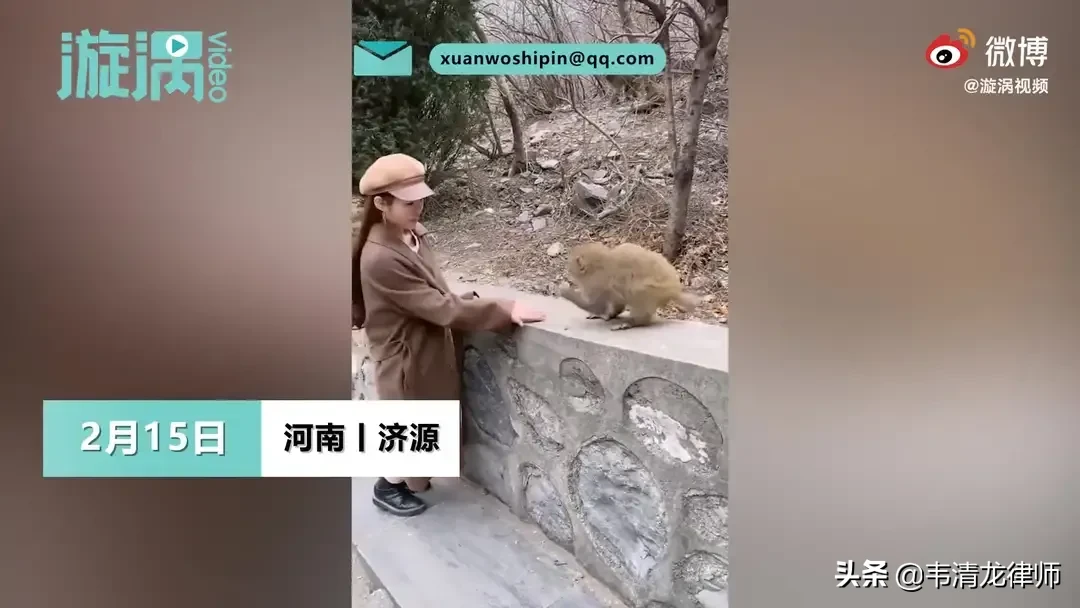喂猴|女孩景区喂猴被扯掉假发 如此泼猴太顽皮