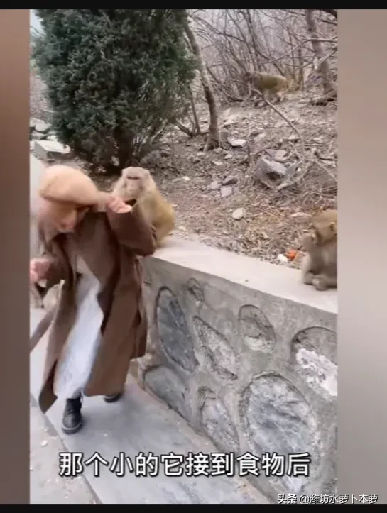 喂猴|女孩景区喂猴被扯掉假发 网友：有点“秃然”