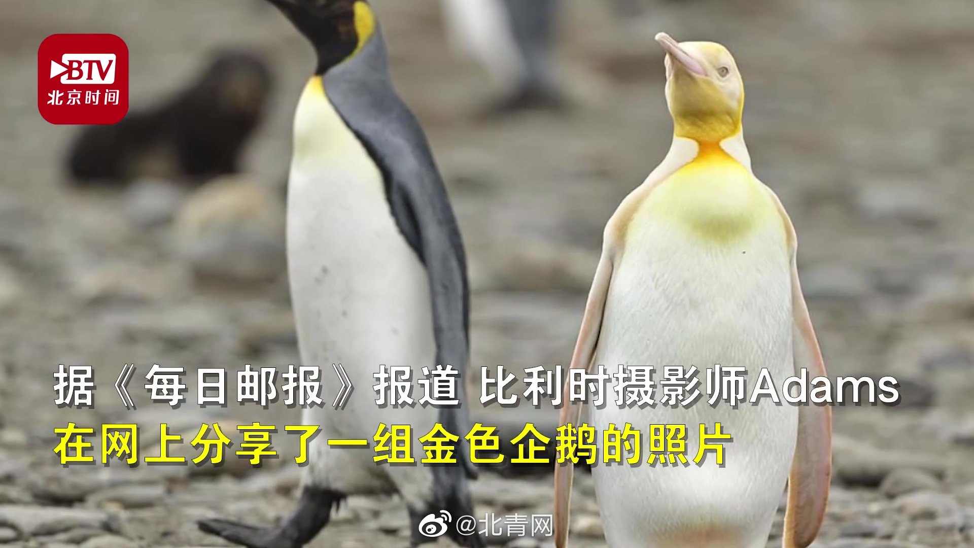 全球|南极发现全球首只黄金企鹅 应是白化病所致或因金色更受异性欢迎