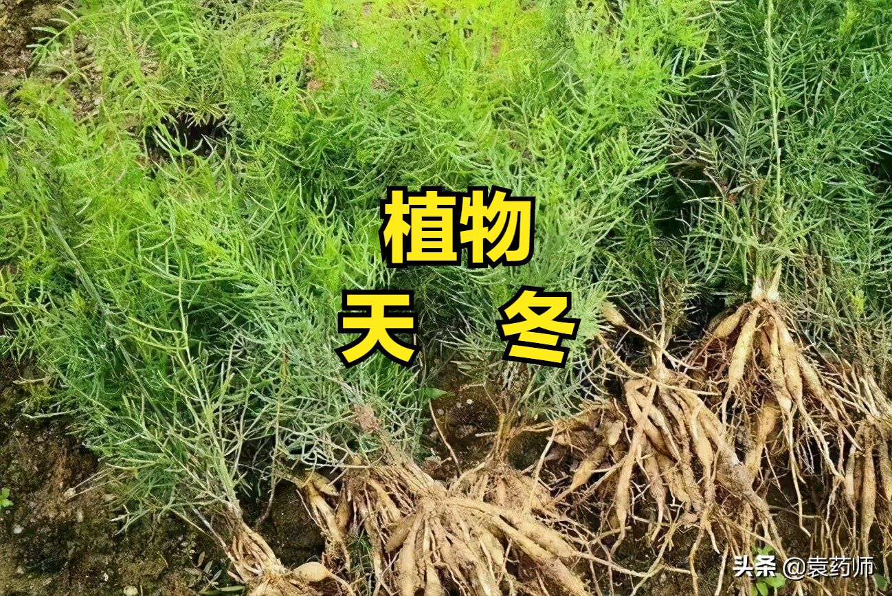 天冬补阴补阴的中药天冬