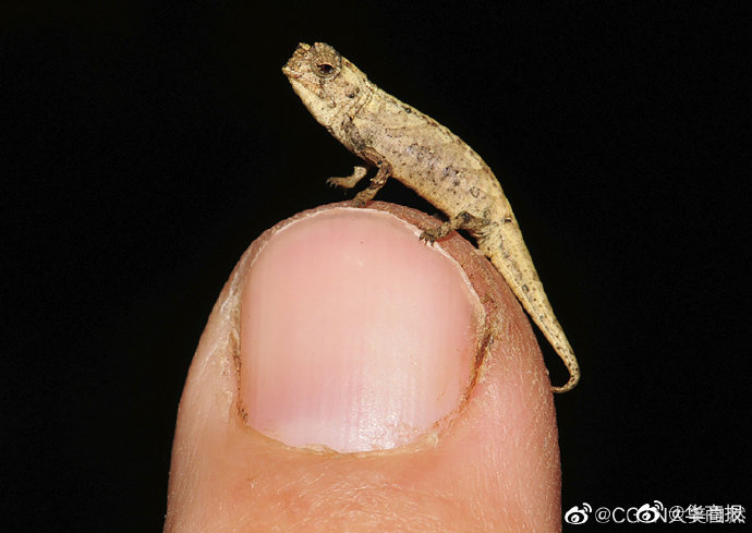 地球|科学家发现地球最小爬行动物 只有指甲大小