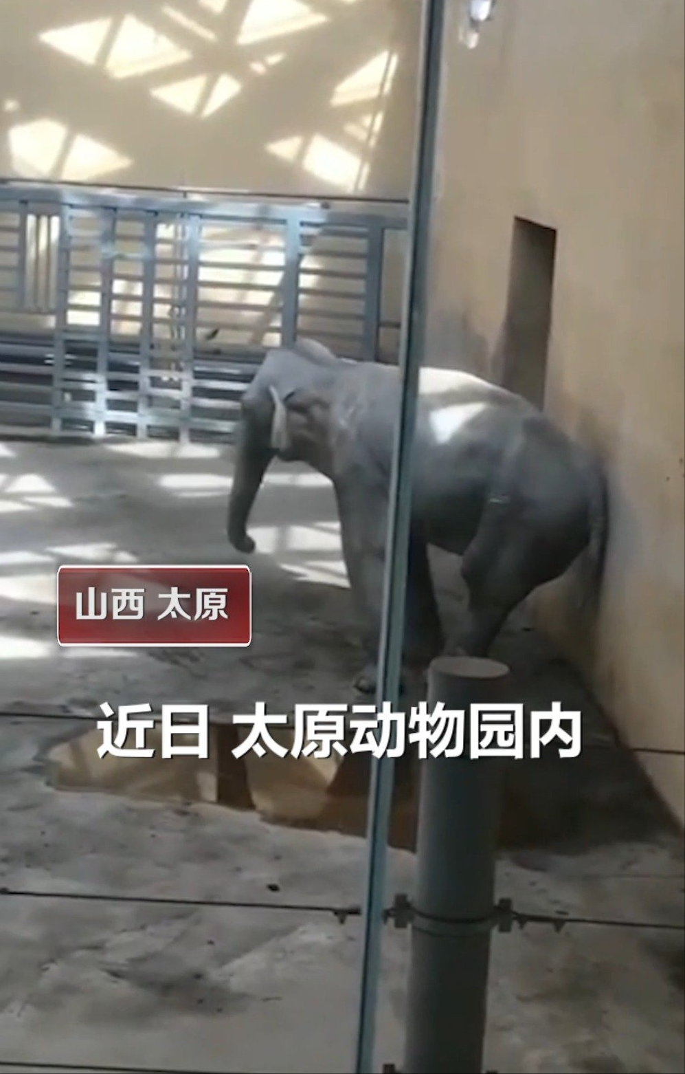 大象|太原动物园大象摇头数月疑抑郁 园方：已请专家会诊