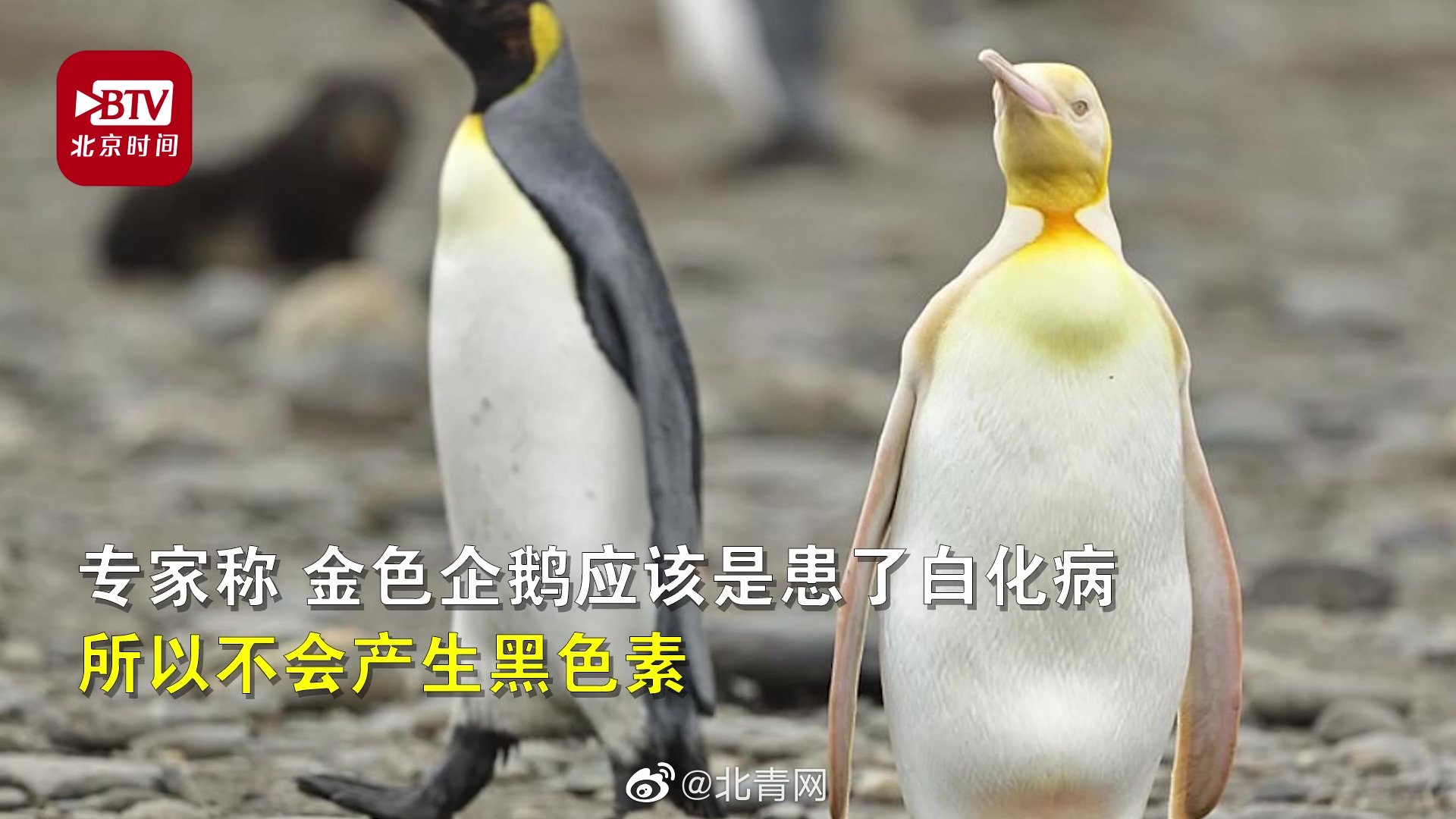 全球|南极发现全球首只黄金企鹅 应是白化病所致或因金色更受异性欢迎