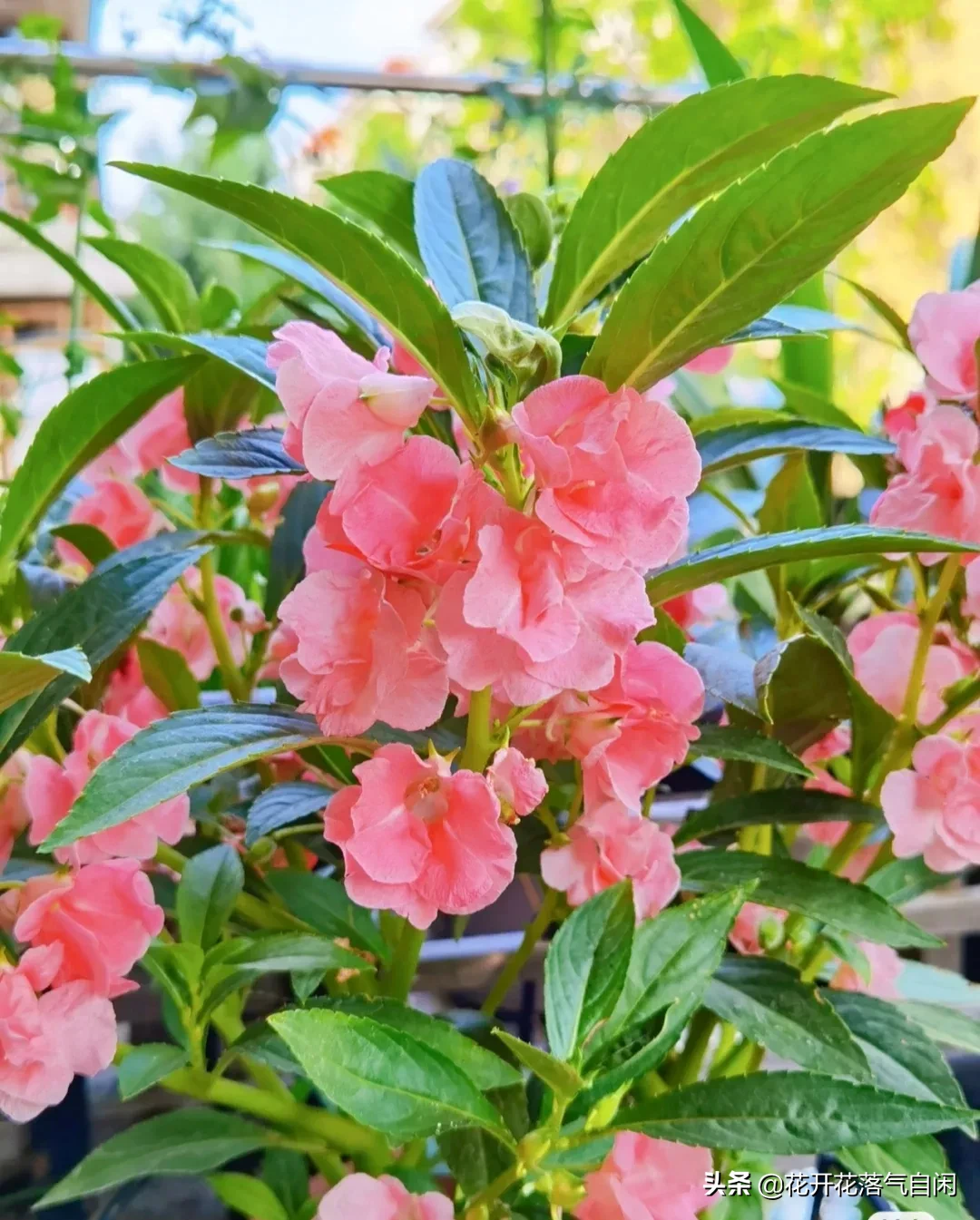 人人能科普 處處有新知 翻開我的生活日記 又到了鳳仙花開季節 鳳仙花又名指甲花 鳳仙花色澤鮮豔 有股淡淡的脂粉味兒 天天看點