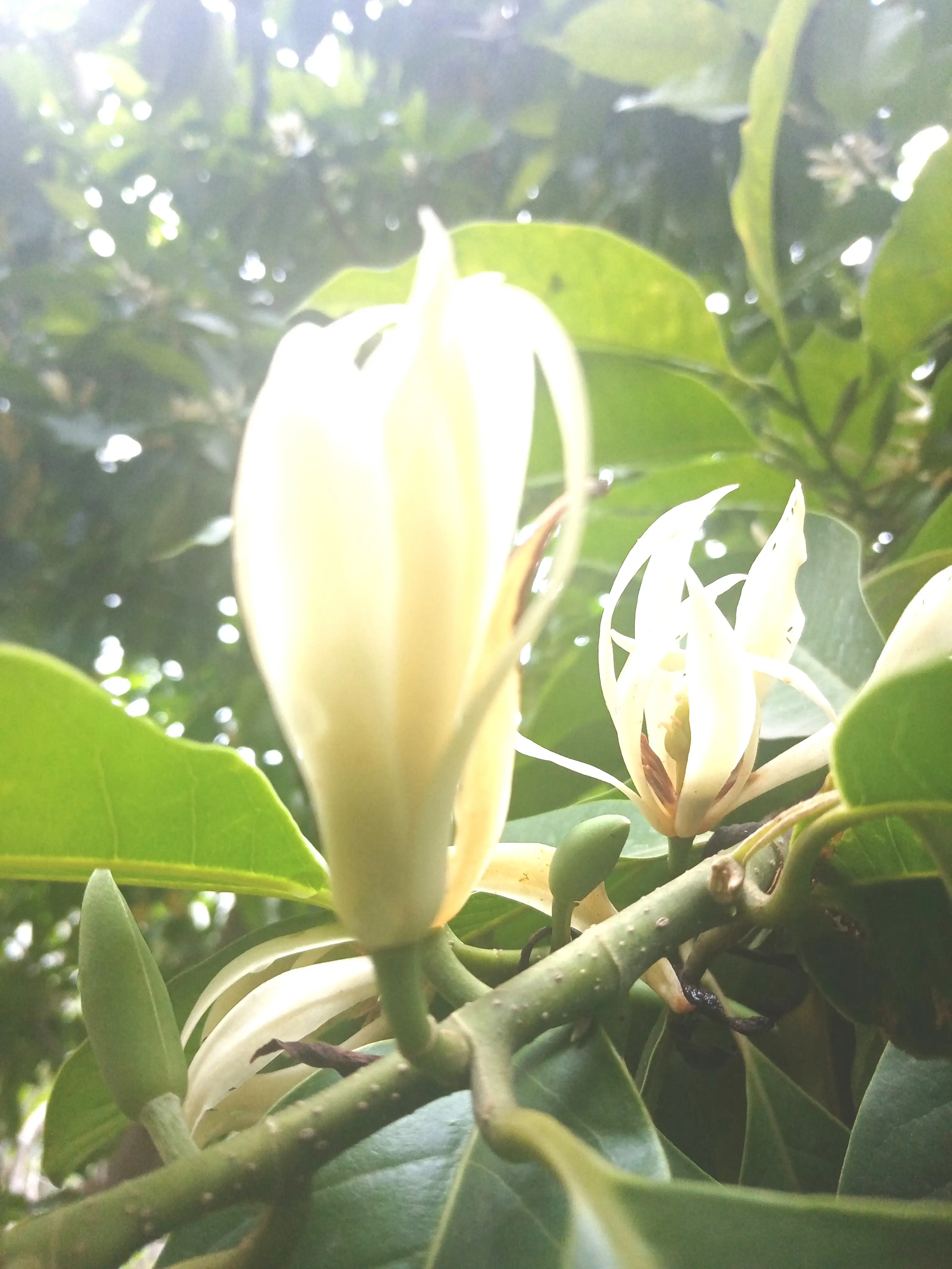 桅子花 白兰花 茉莉花 夏花三俏 洁白美丽 芬香扑鼻 沁人心脾 深受人们喜欢 特别是白兰花 常绿乔木 树高冠幅大 花期5 天天看点