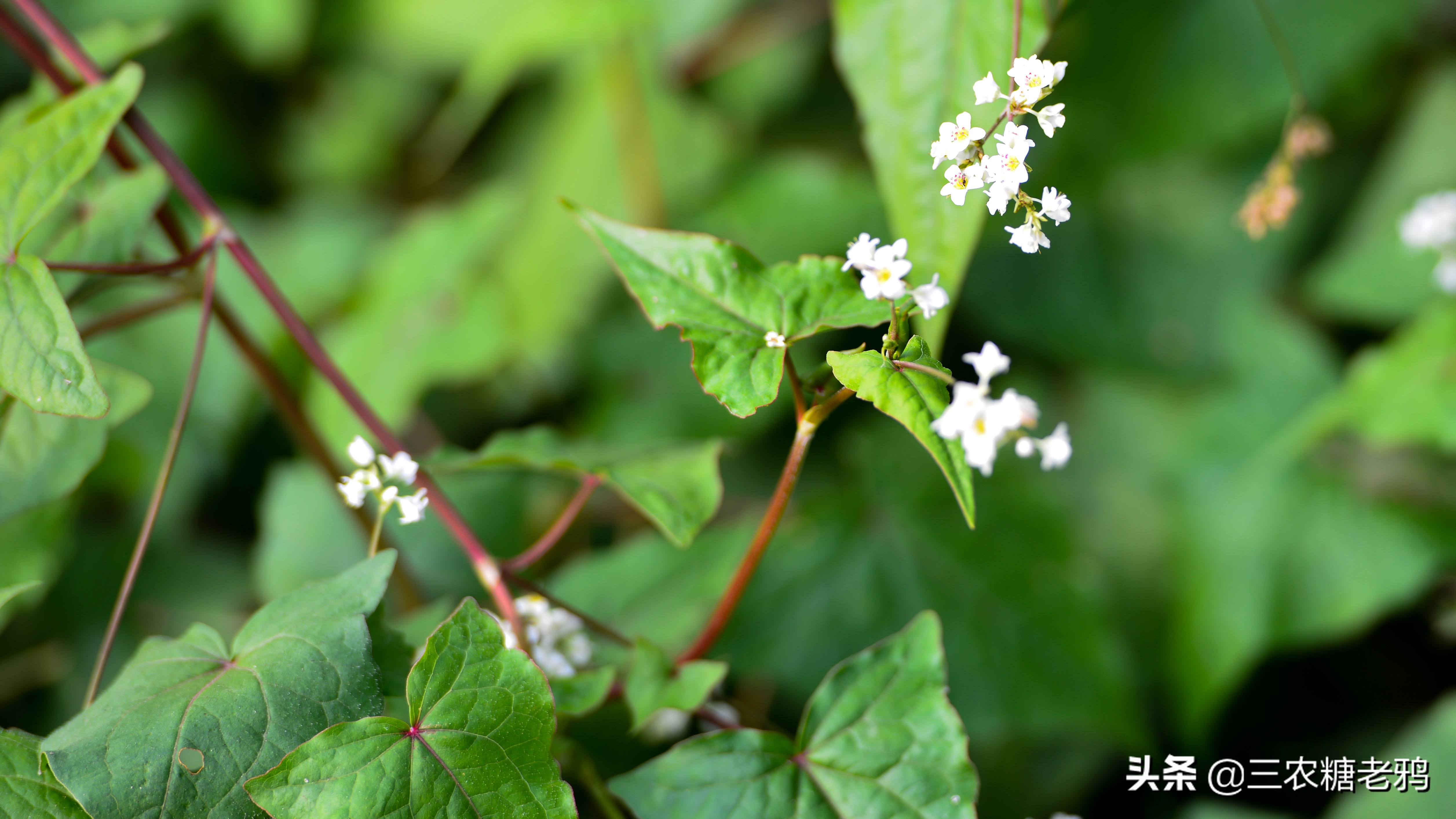 野生的金荞麦村口有一棵野生的金荞麦只有一棵不知从何而来