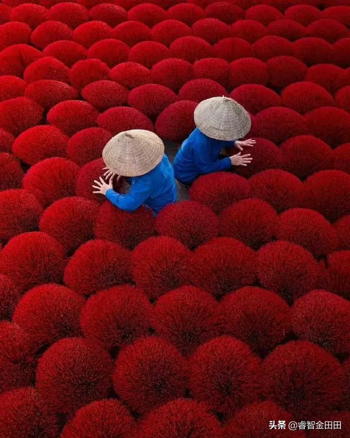 生活中的那些小美好 看着像一团团火红的花 其实是越南妇女在制造香 天天看点