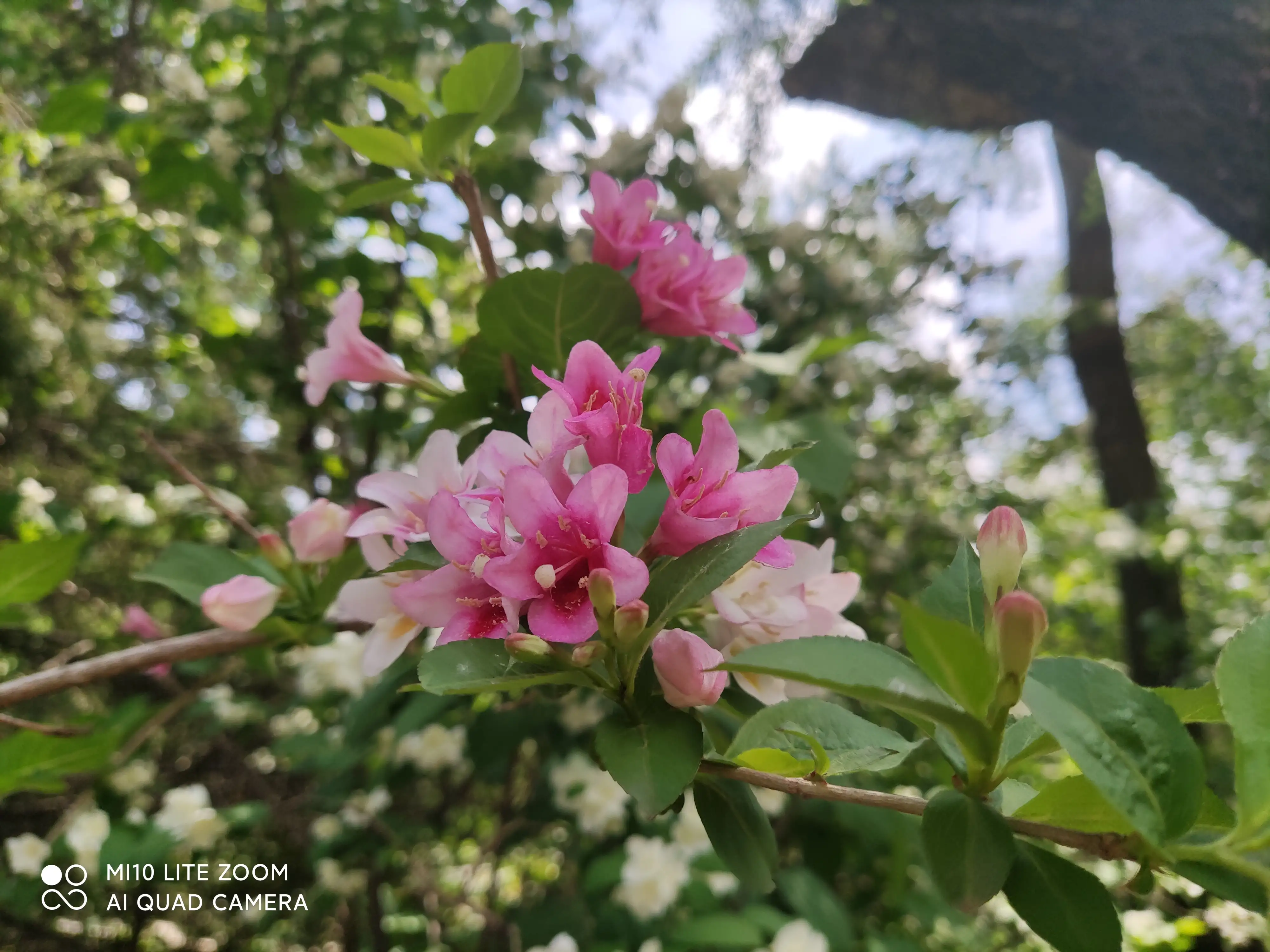 頭條花卉照片集 清濱公園内一茬接一茬的鮮花盛開 讓人流連忘返美不勝收 公園内種植了多種樹木5304株 品種45個 其中 天天看點