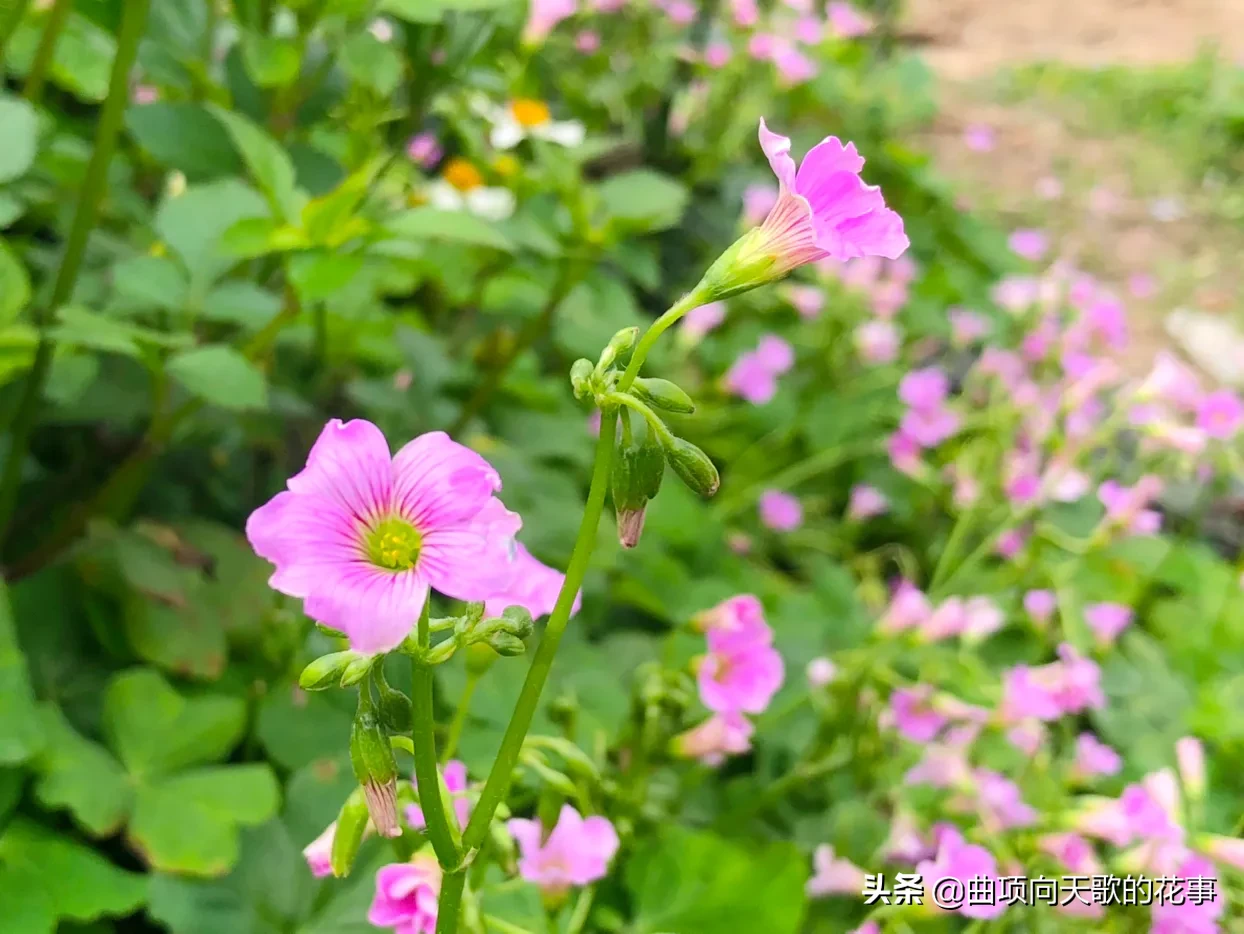 曲项向天歌的花事 22每日一花 第41朵 红花酢浆草 别称 大酸味草 南天七 紫花酢浆草 大叶酢浆草 三夹莲细茎 天天看点