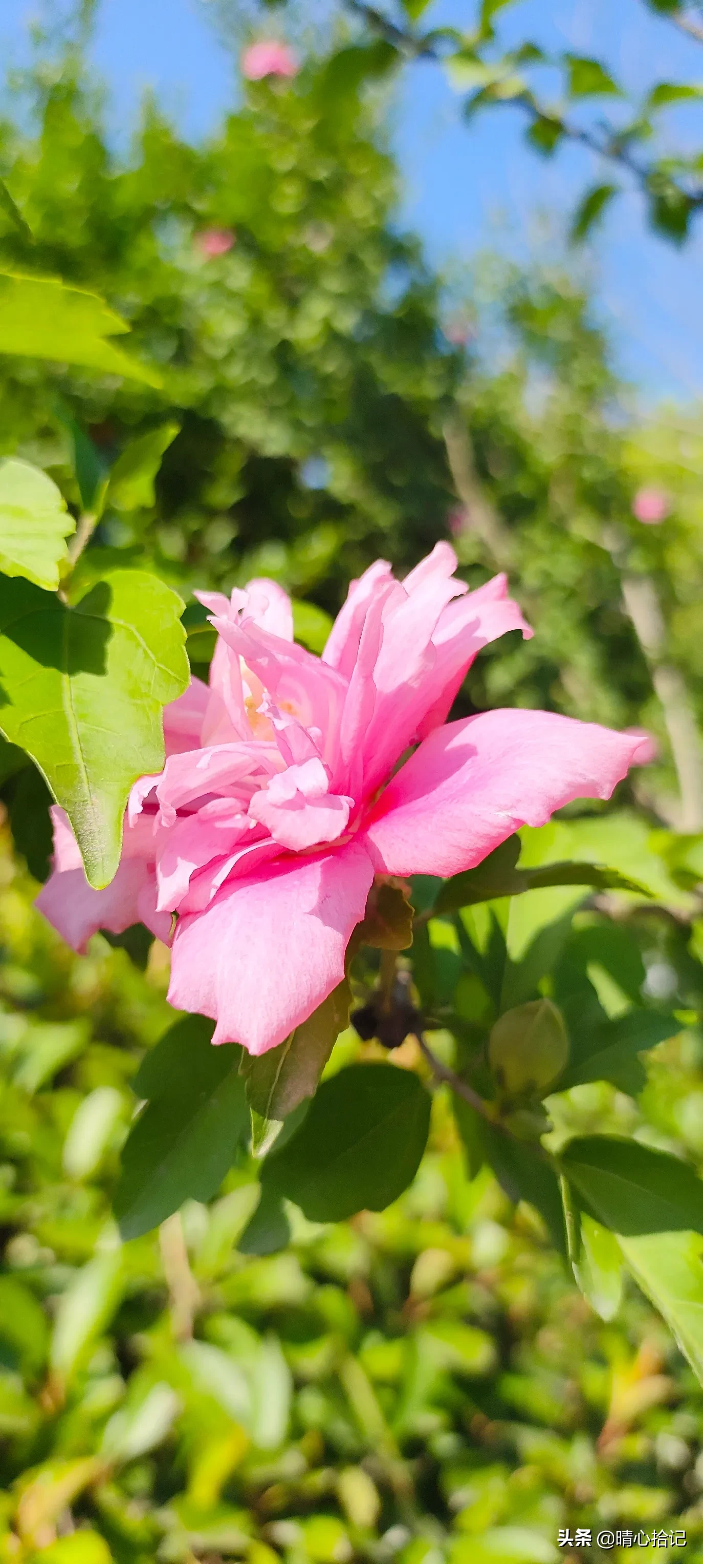 夏日的灿烂紫薇和木槿孰美 七月流火的骄阳下 路边开得最旺盛的花儿 就是紫薇花和木槿花了 它们把绿树掩映浓荫覆盖的夏日 打 天天看点