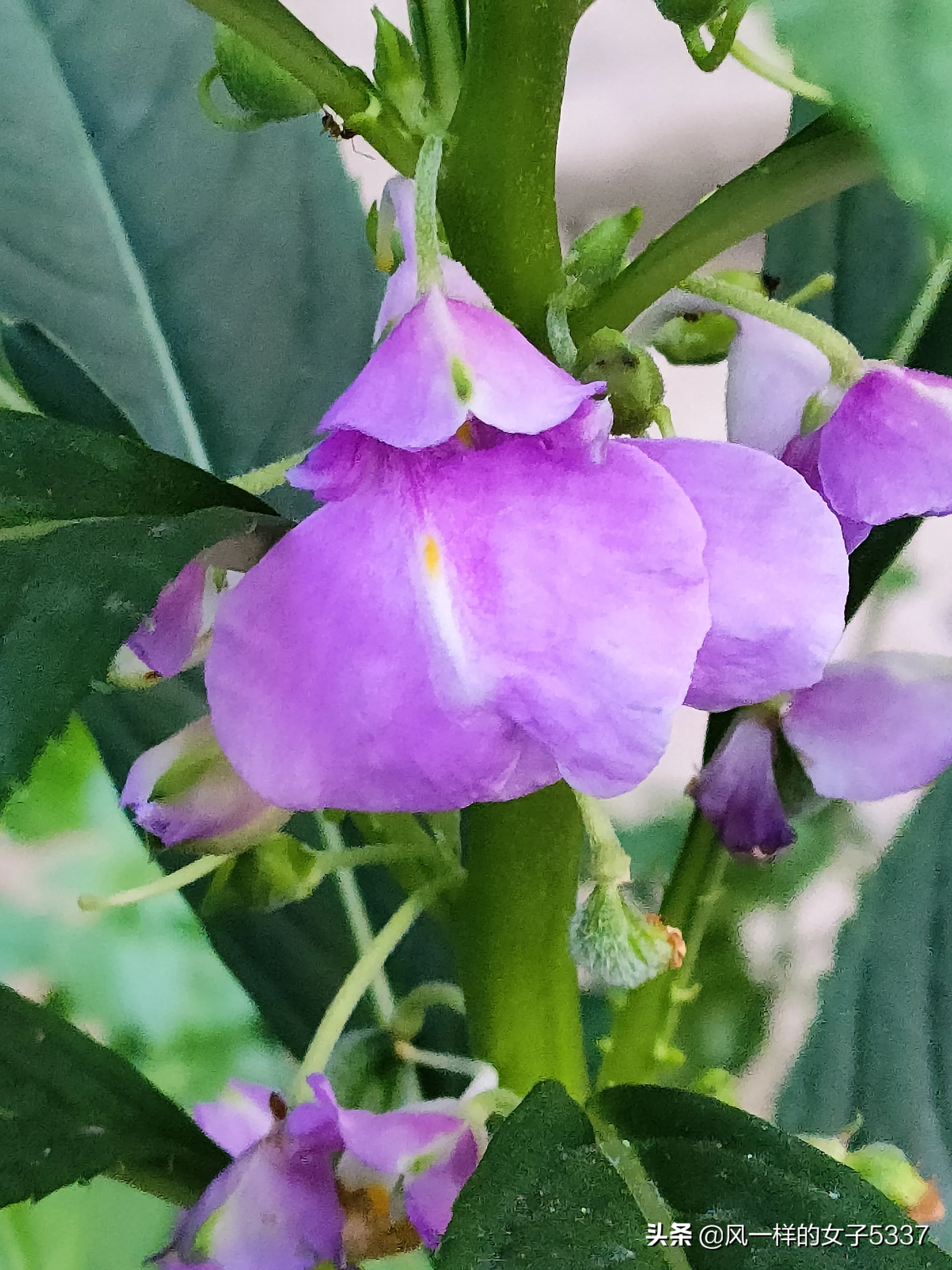 为夏天干杯 多彩凤仙花 迷你大摆裙高大一片 茂盛葱茏有心爱花人的作品啊女孩子们指甲上的美好回忆原生态的天然染料 绿植世
