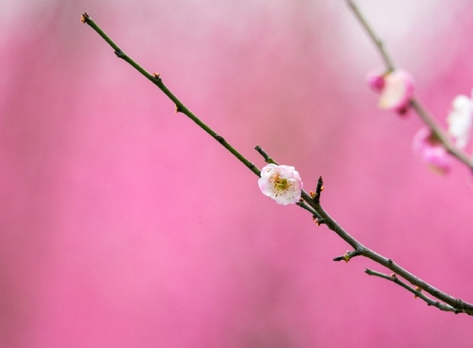臘月正月早驚春 衆花未發梅花新 江總 梅花落 天天看點