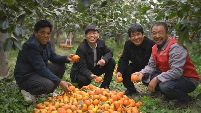 辛巴辛有志助农卖出3300多吨山西滞销甜脆柿子-锋巢网