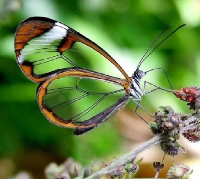 虎年有娱 春天刚来临时 蝴蝶花就伴着春风开放 蝴蝶花有黄色的 紫色的 白色的 它们把春天打伴的更加漂亮 迷人了 蝴蝶花