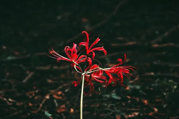 唯美彼岸花彼岸花開開彼岸 三生三石花 花與葉生生世世永不相見 天天看點