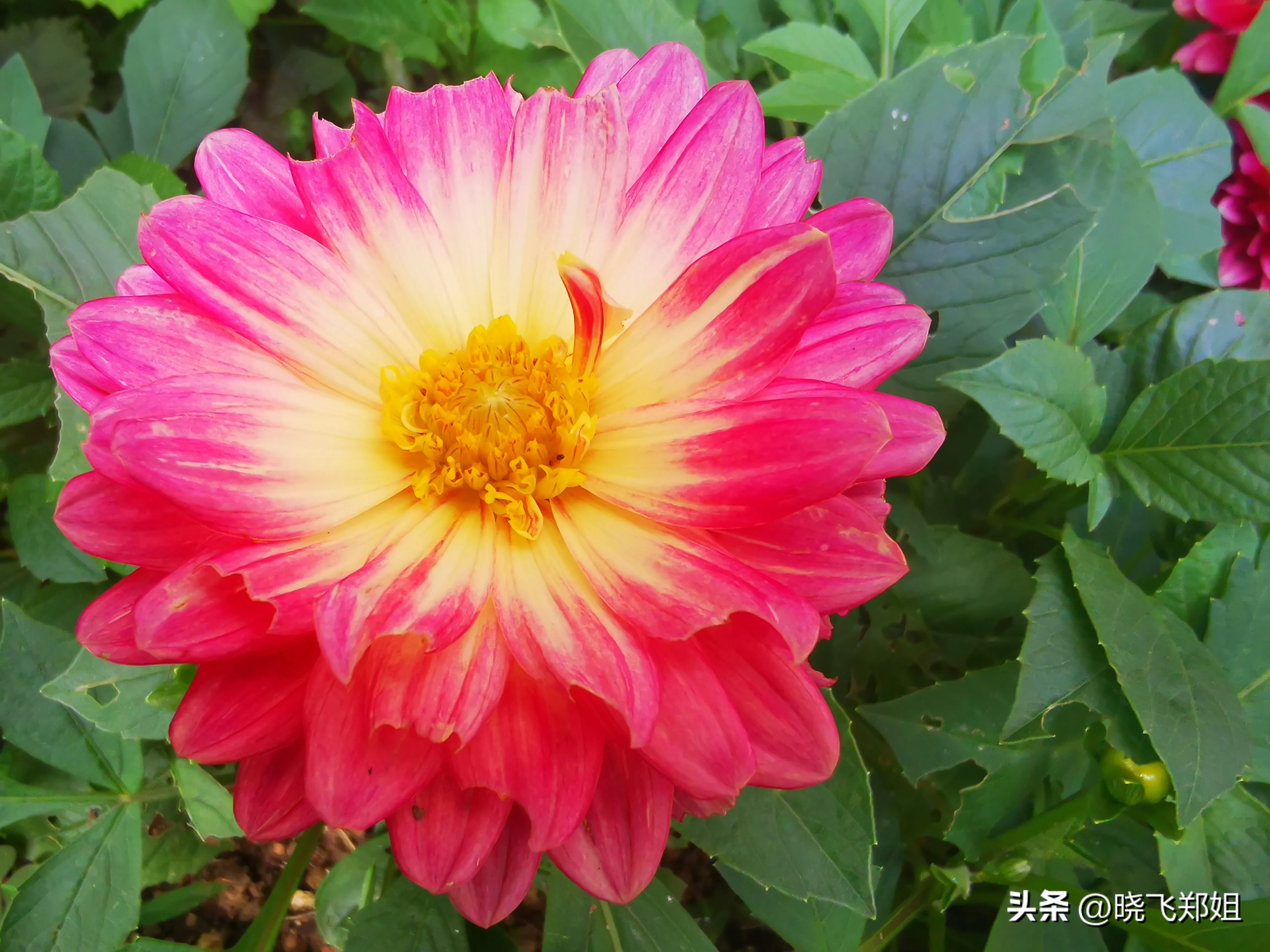 立秋後 紅色的小麗花盛開一期 黃色的蕊 紅色花辮 在綠葉眏襯下 也是美麗的花朵 由于小院沒有打藥 葉子被蟲子吃了好多洞 天天看點