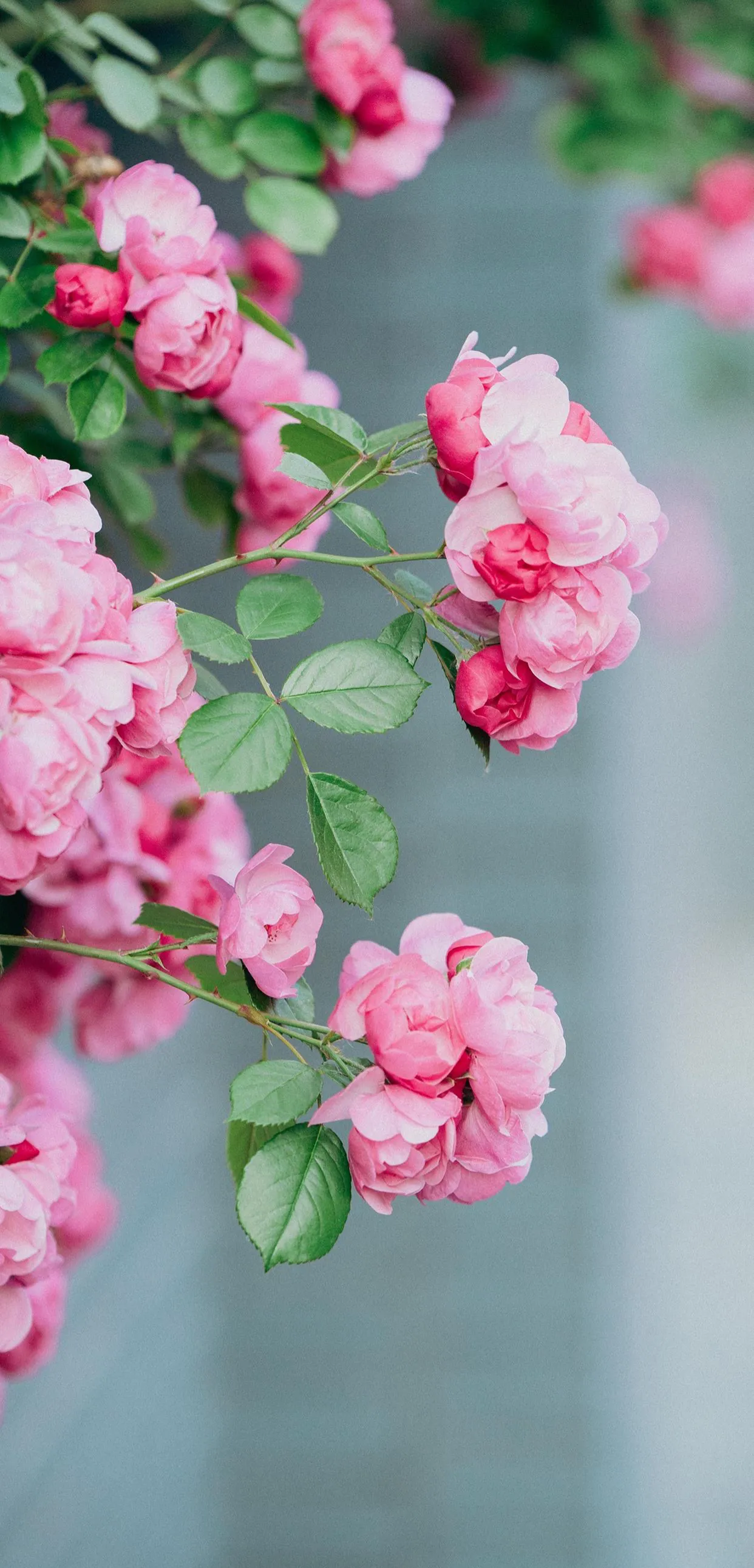 这个季节 蔷薇盛开 可以分享一下你拍摄的蔷薇花美图么 蔷薇是一种非常美丽的花卉 花语寓意跟爱情有关 蔷薇的花语是爱情和
