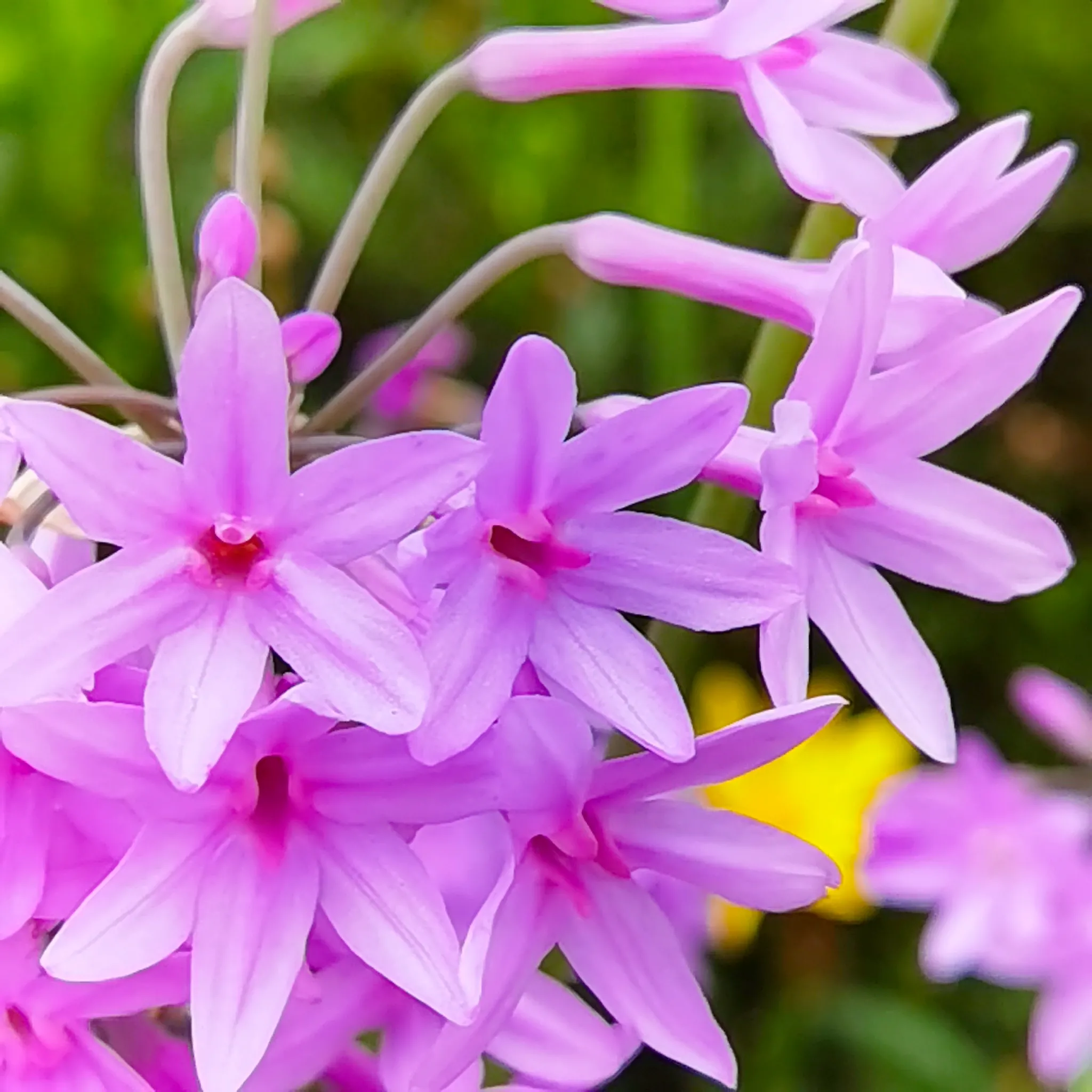 紫娇花开俏丽浪漫 初夏时光 路边绿化带里的紫娇花 灿如紫色的霞光 翠绿的叶丛中 伸出长长的枝杆 紫娇花开在枝杆的顶端 天天看点